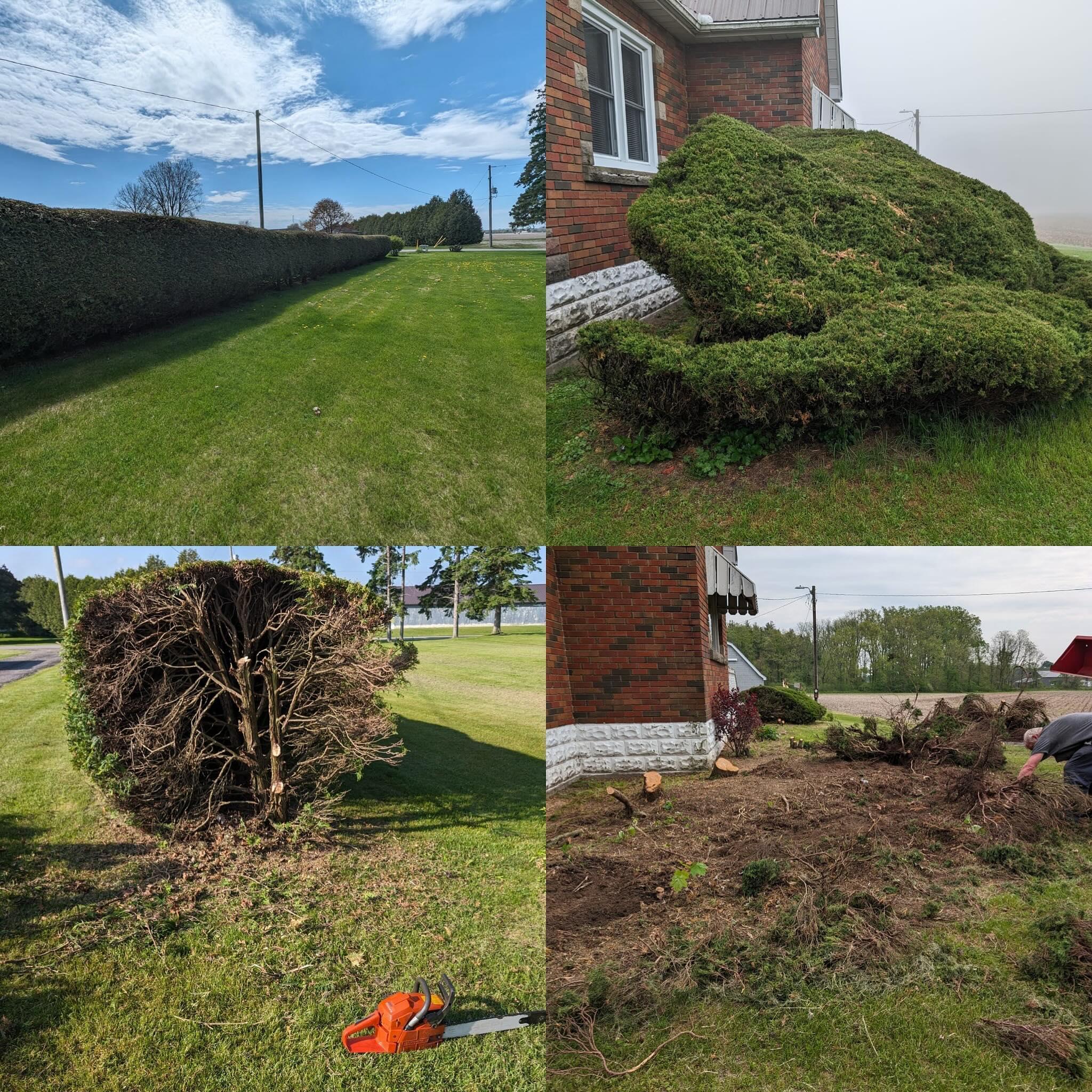 Courtland: 100+ feet of hedge removal, cleared fast and clean.